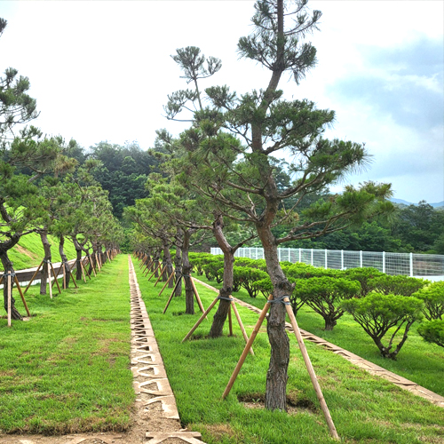 2단지 조형소나무.jpg
